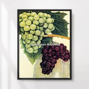 Grapes Fruit Kitchen Green Purple Art Wall Picture Print Poster Wine Vineyard Fresh Dining Food Themed Decor A4 A3 A2 A1 PRINTED ANY SIZE