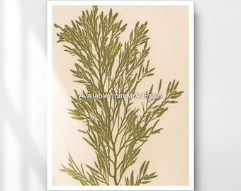 Seaweed Art Print, Seaside Green Wall Decor