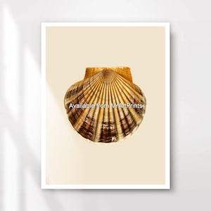 May include: A framed print featuring a detailed image of a scallop shell. The shell displays a range of brown and tan hues with prominent radial ridges. The print is set against a cream-colored background.