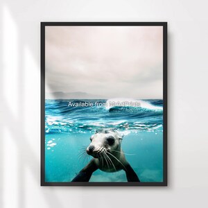 Unterwasser Robbe Sealife Kunst Wandbild Poster Druck Ozean Oceanic Marine Unterwasser Deko Dekor A4 A3 A2 A1 Groß DRUCKBAR JEDE GRÖSSE