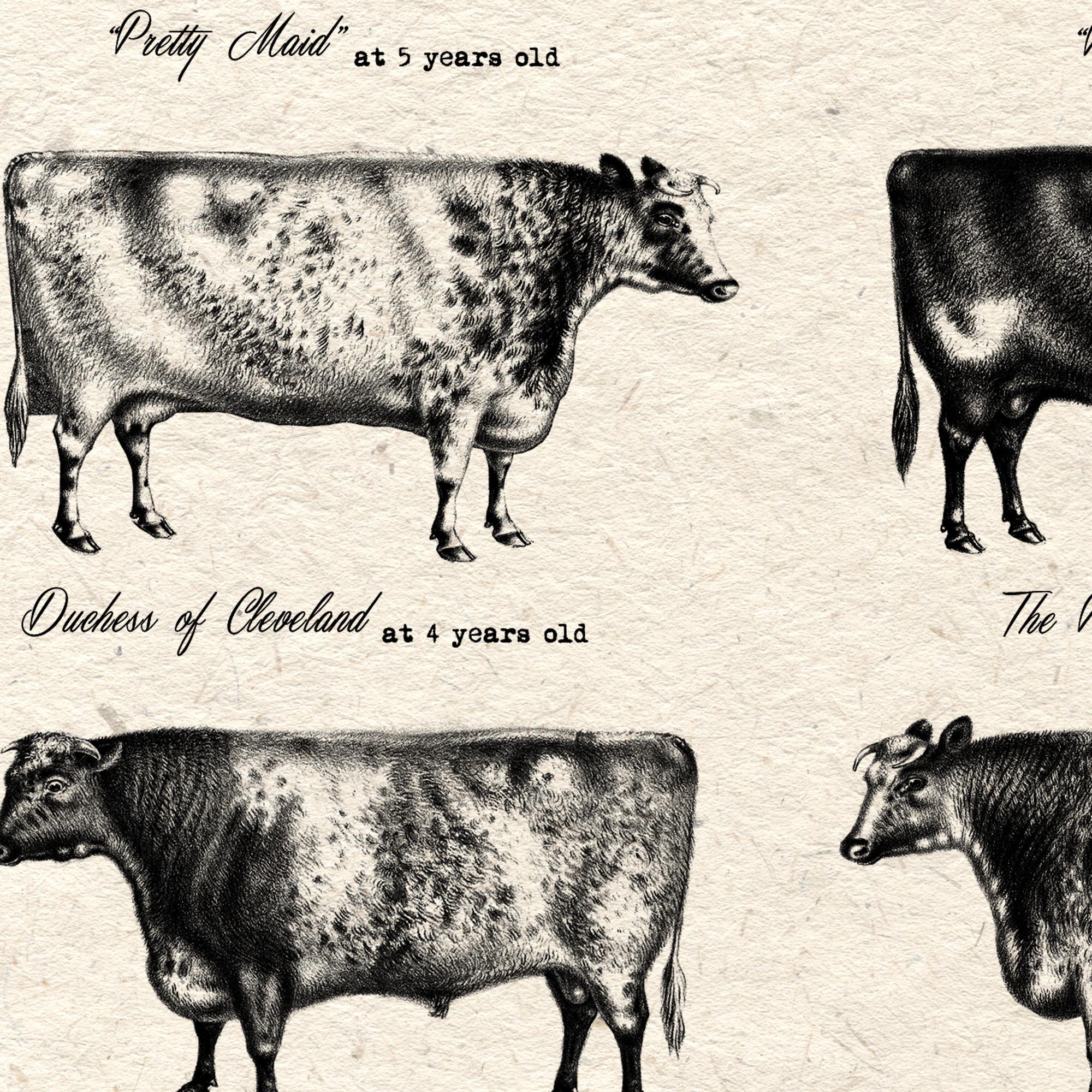 Cow Size Cow Breeds Types Chart Dairy Kitchen Art Print Poster Wall Picture ...
