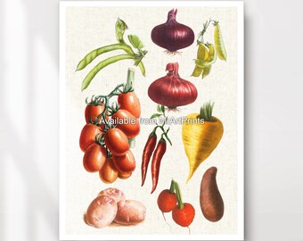 May include: A vintage illustration of various vegetables, including red onions, tomatoes, red peppers, a yellow turnip, and potatoes. The vegetables are arranged in a cluster on a white background.