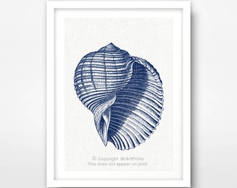 May include: A blue and white seashell illustration in a white frame. The seashell is drawn in a detailed, realistic style.