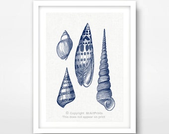 May include: A blue and white illustration of four seashells. The shells are drawn in a vintage style and are arranged in a cluster. The background is a light cream color.