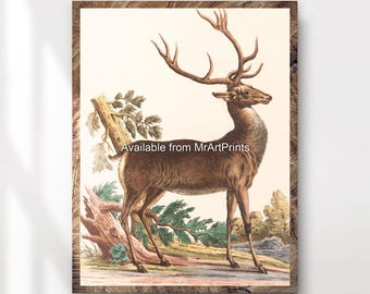 Lámina con ilustración de ciervo / Decoración de pared con motivos de fauna silvestre