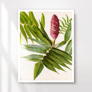 May include: A vintage botanical illustration of a sumac plant with a cluster of red berries and green leaves. The illustration is on a white background.