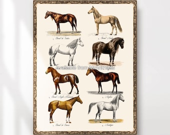 Lámina decorativa vintage con tabla de razas de caballos, decoración ecuestre para pared.