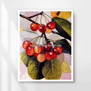 Cherries Botanical Fruit Illustration Kitchen Art Wall Picture Print Poster Fresh Dining Room Food Themed Decor A4 A3 A2 A1 PRINTED ANY SIZE
