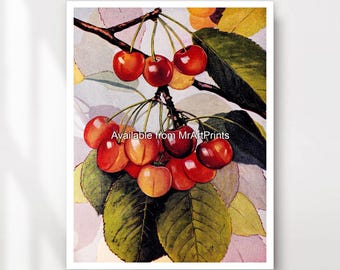 Cherries Botanical Art Print, Kitchen Dining Room Decor