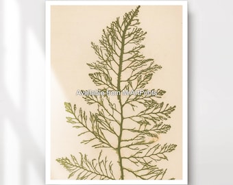Seaweed Art Print, Seaside Green Coastal Wall Decor
