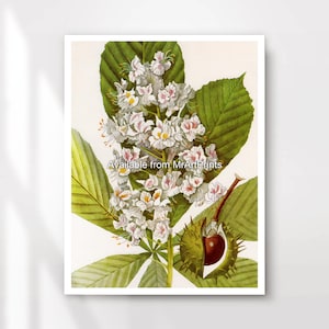 Horse Chestnut Conkers Botanical Plant Illustration Art Print Poster Wall Picture Green Decor Small Big Large A4 A3 A2 A1 PRINTED ANY SIZE
