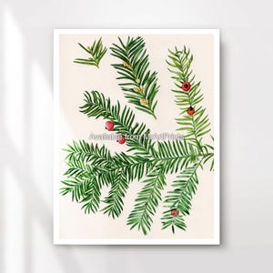 May include: A botanical illustration of a yew tree branch with green leaves and red berries. The illustration is on a cream background with the text "Available from MrArtPrints".