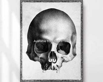 Puede incluir: Una ilustración anatómica en blanco y negro de un cráneo humano. El cráneo se representa de perfil, con el lado izquierdo del cráneo mirando al espectador. La ilustración es detallada, mostrando la estructura ósea del cráneo, incluidos los dientes, las cuencas de los ojos y la cavidad nasal.