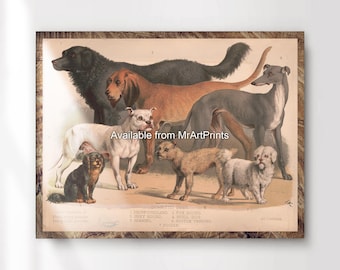 Vintage Dog Breed Chart Art Print, Antique Style Wall Decor