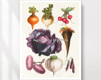 May include: A vintage botanical illustration featuring a variety of root vegetables, including red radishes, purple turnips, a red cabbage, and a white turnip. The illustration is done in a watercolour style and features a light beige background.