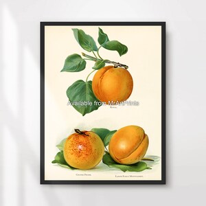 Peaches Botanical Fruit Illustration Kitchen Art Wall Picture Print Poster Fresh Dining Room Food Themed Decor A4 A3 A2 A1 PRINTED ANY SIZE