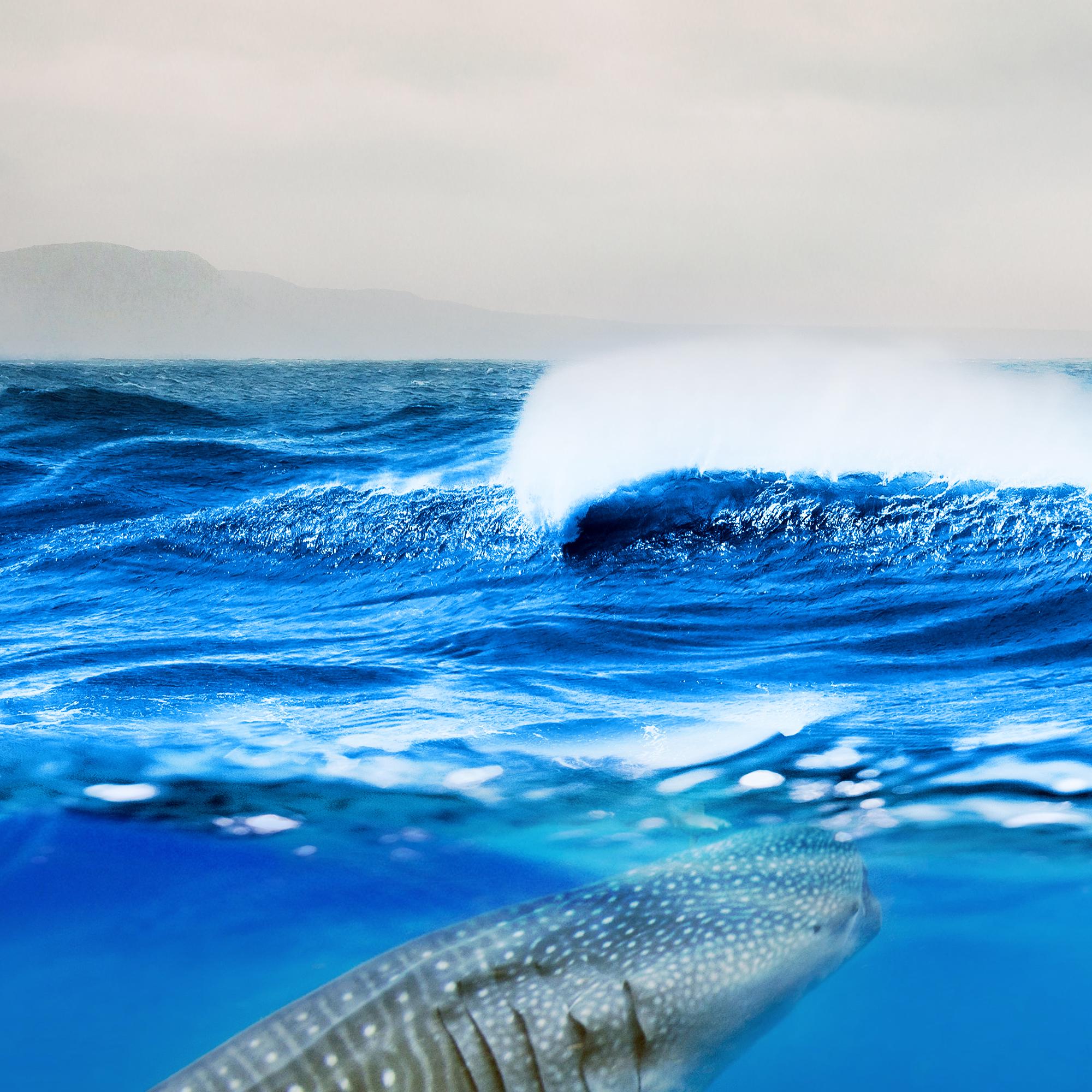 Whale Shark Art Print, Ocean Sealife Picture, Marine Wall Decor - Etsy