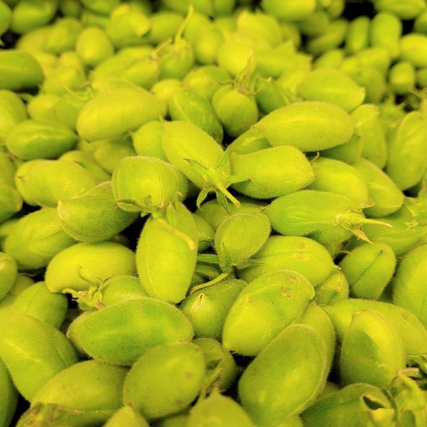 FRESH Whole Garbanzo Beans | Unshelled | Green Chickpeas | Packed to Order | FREE Shipping