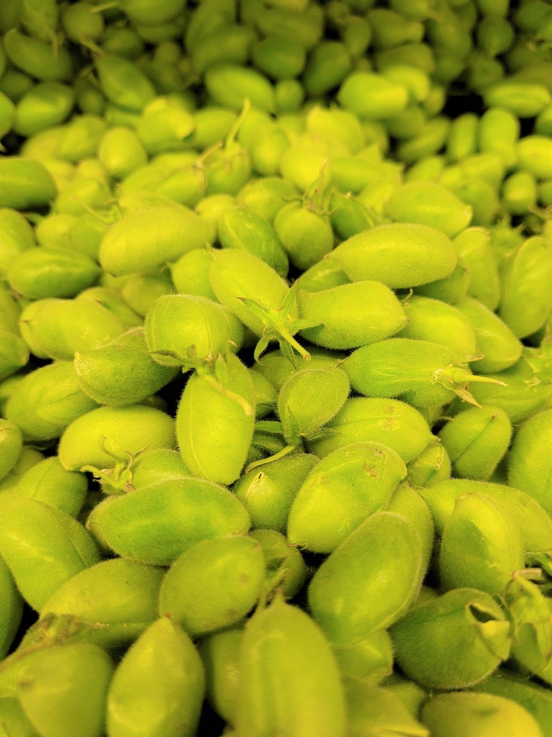 FRESH Whole Garbanzo Beans Unshelled Green Chickpeas Packed to Order FREE Shipping image 1