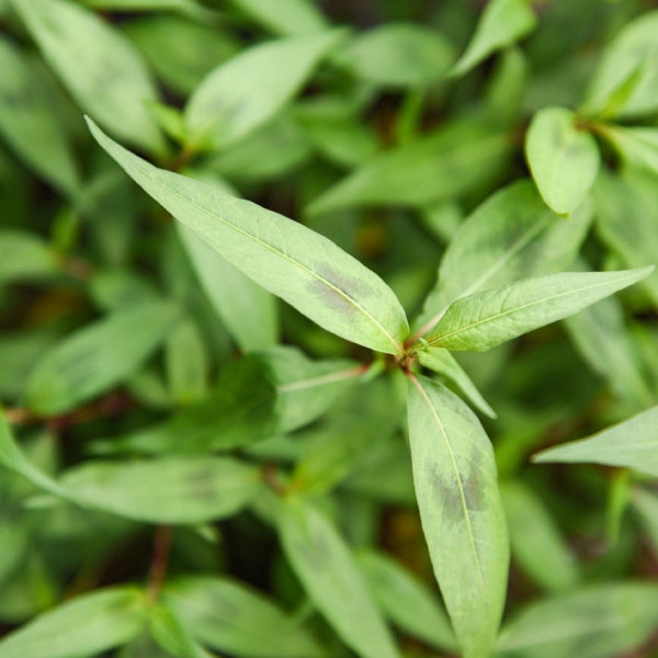 FRESH Rau Ram | Vietnamese Coriander