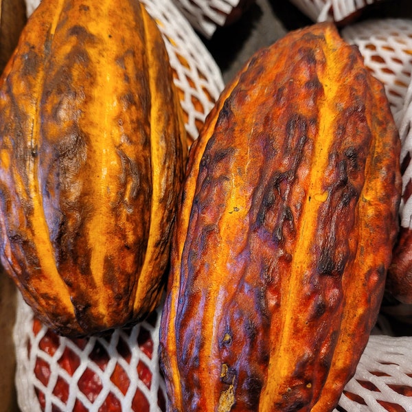 FRESH Whole Cacao Fruit | Cocoa Pod | Chocolate | FREE Shipping