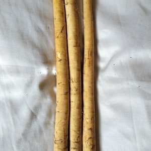 FRESH Whole Burdock Root | Natural | Gobo Root | Shipping FREE! | Buy In Bulk