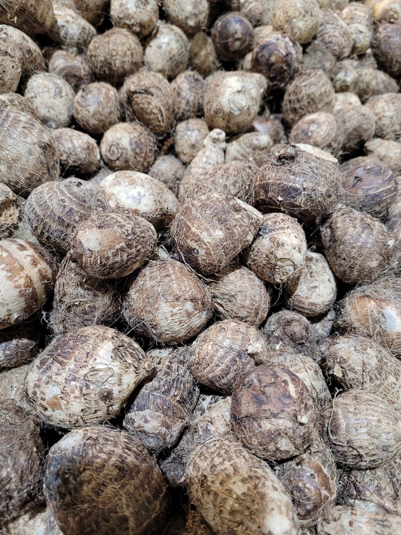 FRESH Taro Root Kalo Eddo Bulk Options Available Etsy