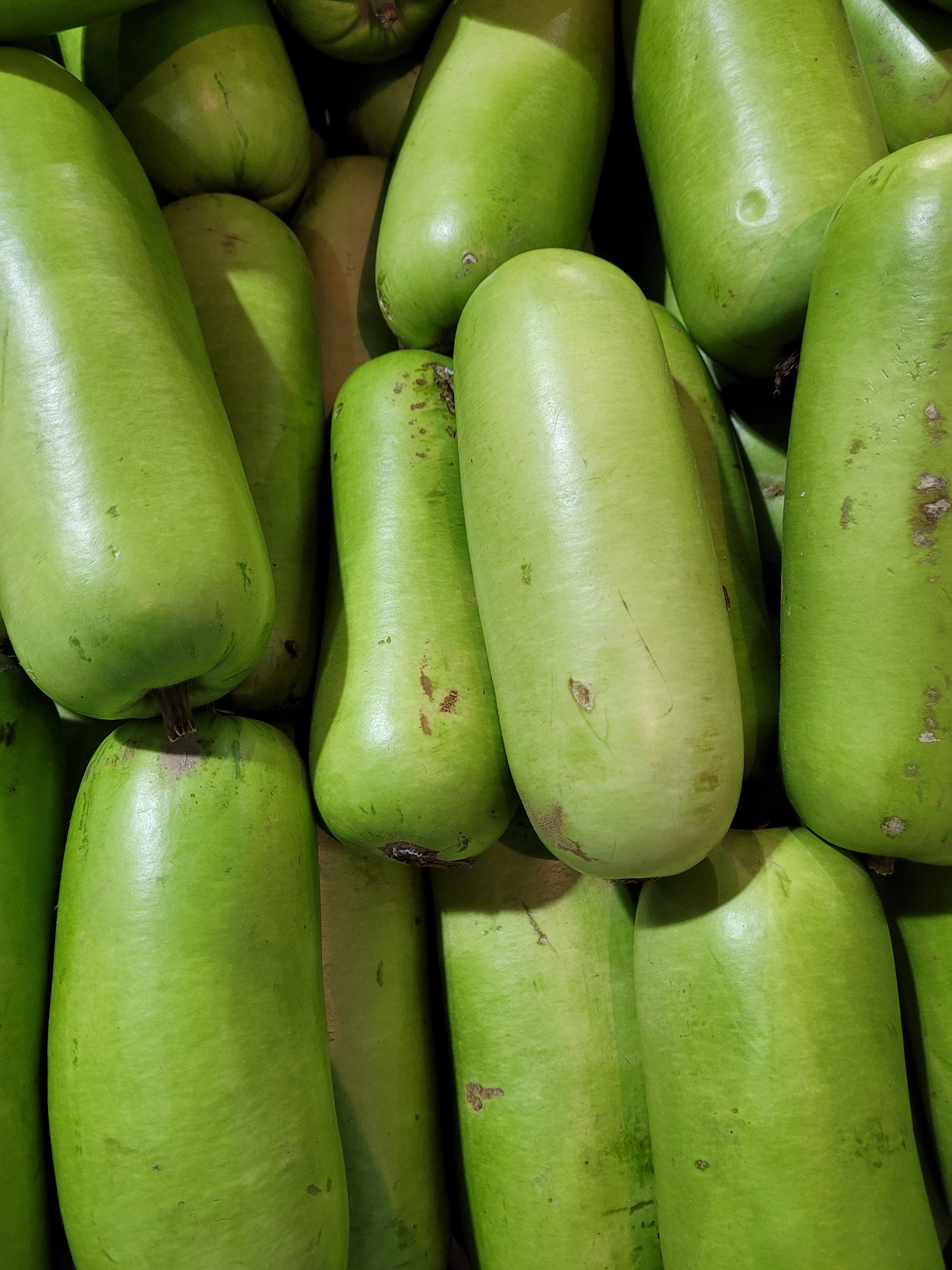 FRESH Whole Opo Squash Chinese Long Squash Cucuzza Bottle Gourd Etsy