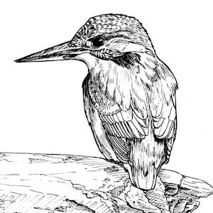 Ijsvogel, kingfisher illustration, ink drawing, original version.