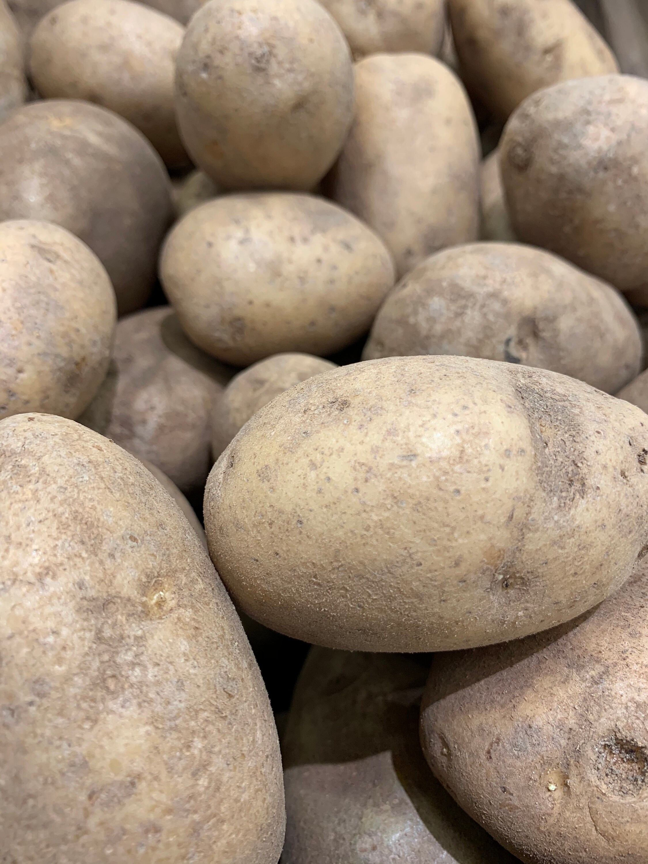Time to plant 5 russet seed potatoes grown in Michigan Etsy
