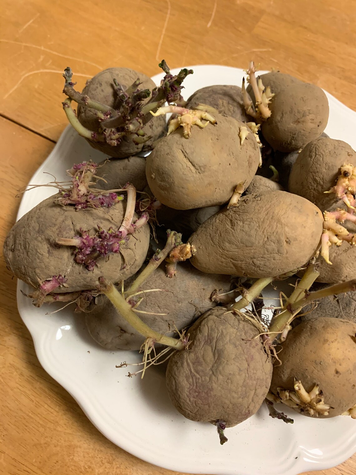 12 red Norland seed potatoes grow your own food Etsy