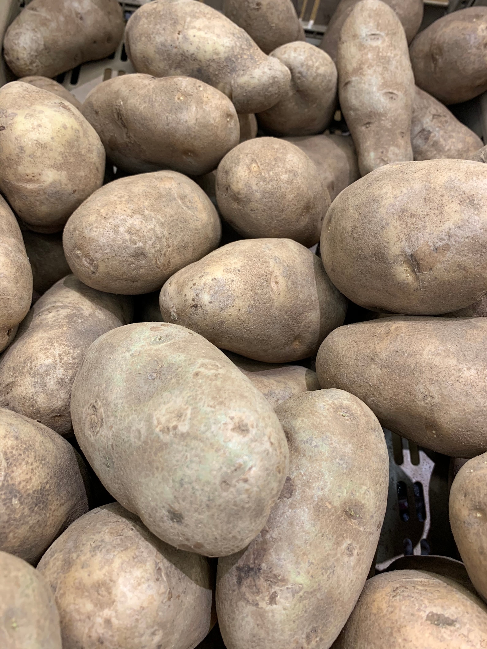 Grow your own 9 russet seed potatoes grown in Michigan Etsy