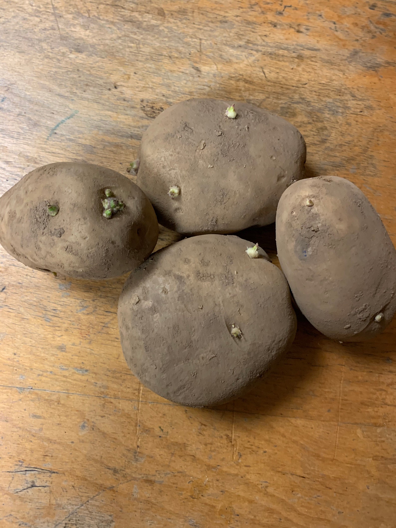 Grow your own 9 russet seed potatoes grown in Michigan Etsy