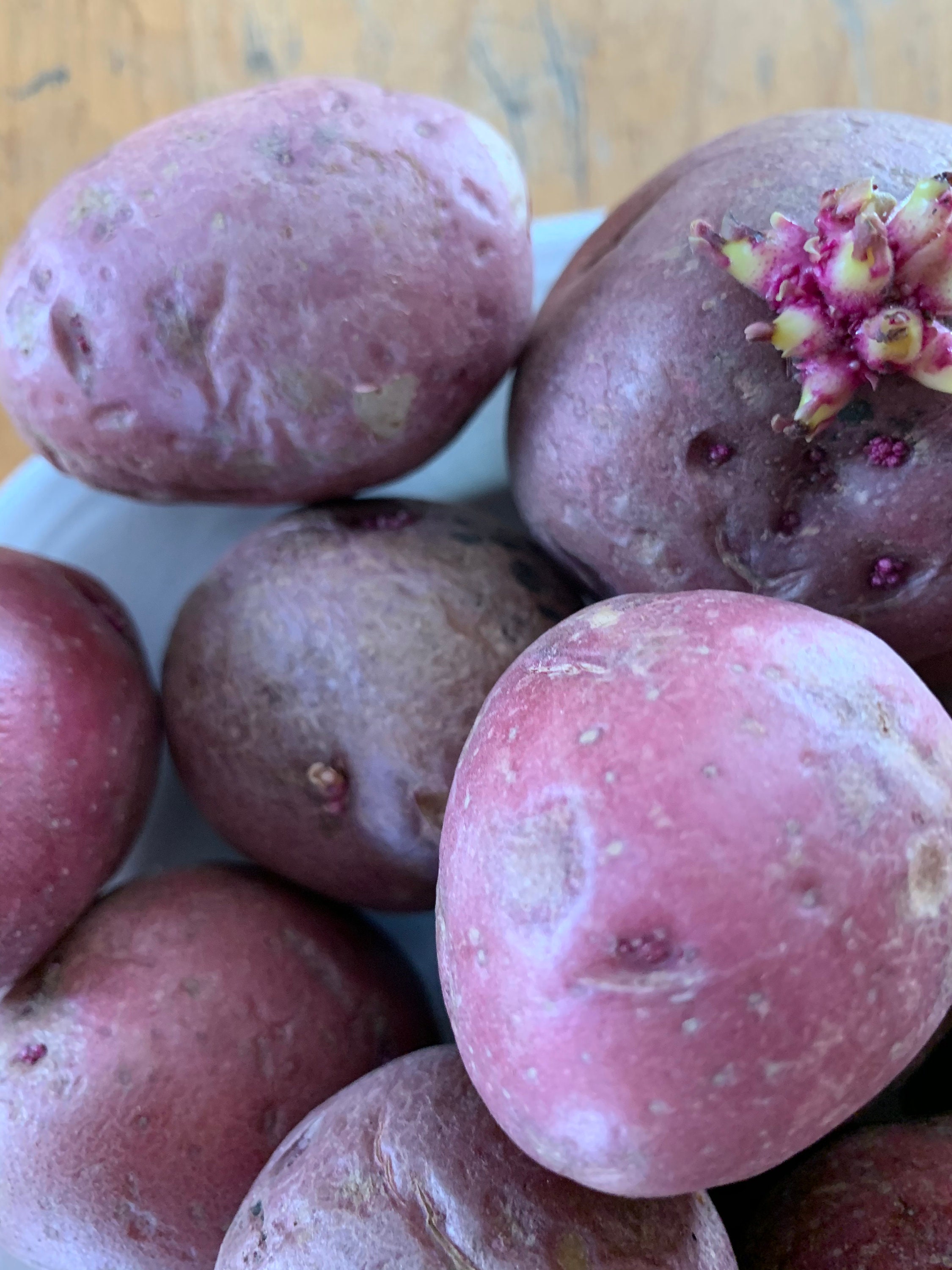 5 mixed varieties seed potatoes homegrown garden | Etsy