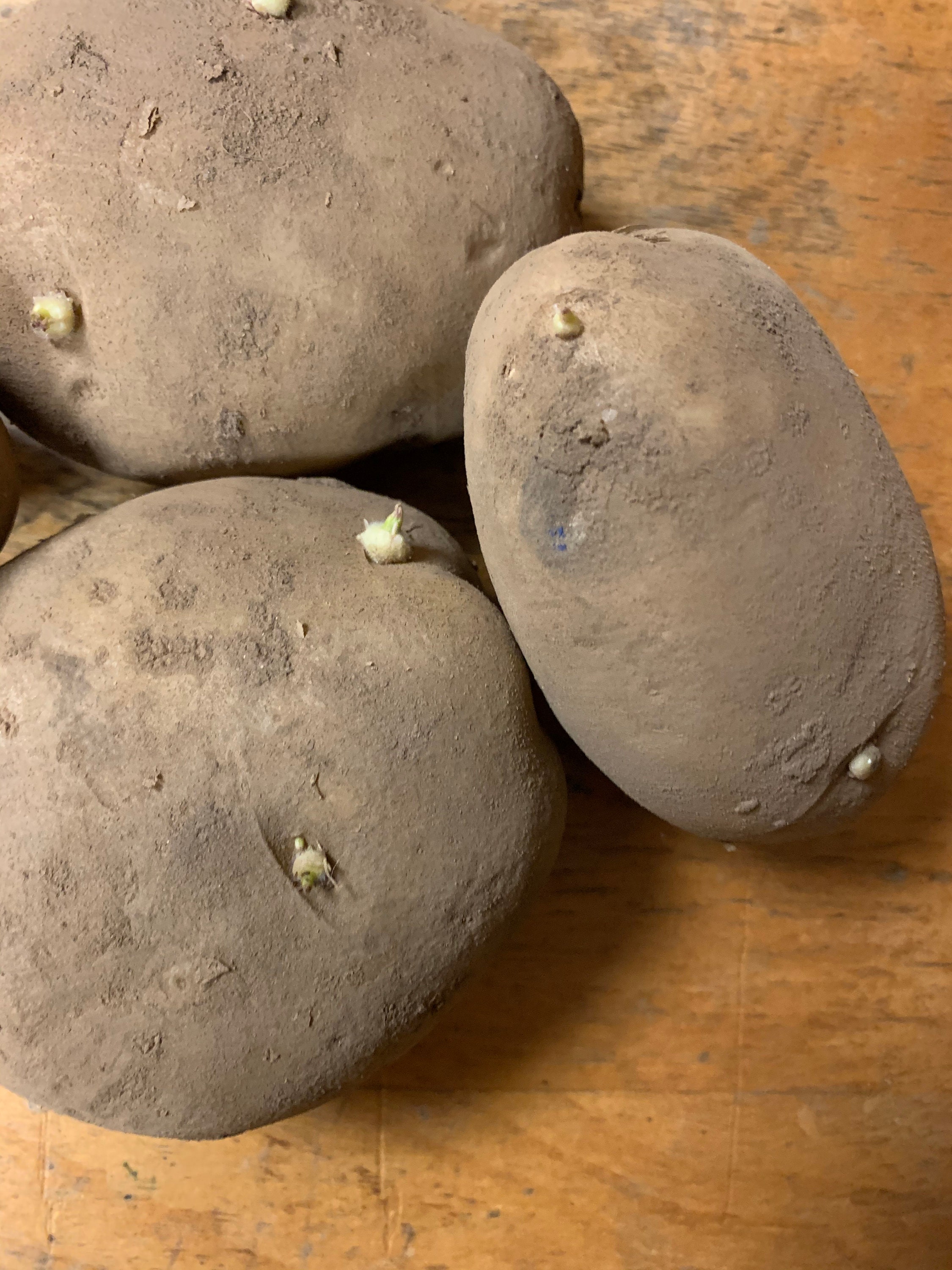 Easy to grow russet seed potatoes grown in USA free US Etsy
