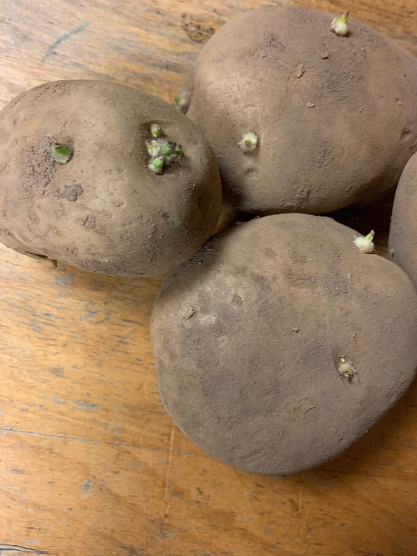 Grow your own 9 russet seed potatoes grown in Michigan Etsy