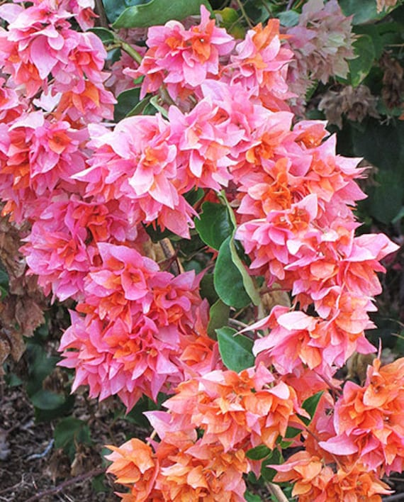5 Green Bougainvillea Doublr Blooms Bougainvillea Hybrid Tree Cutting -  Etsy Israel