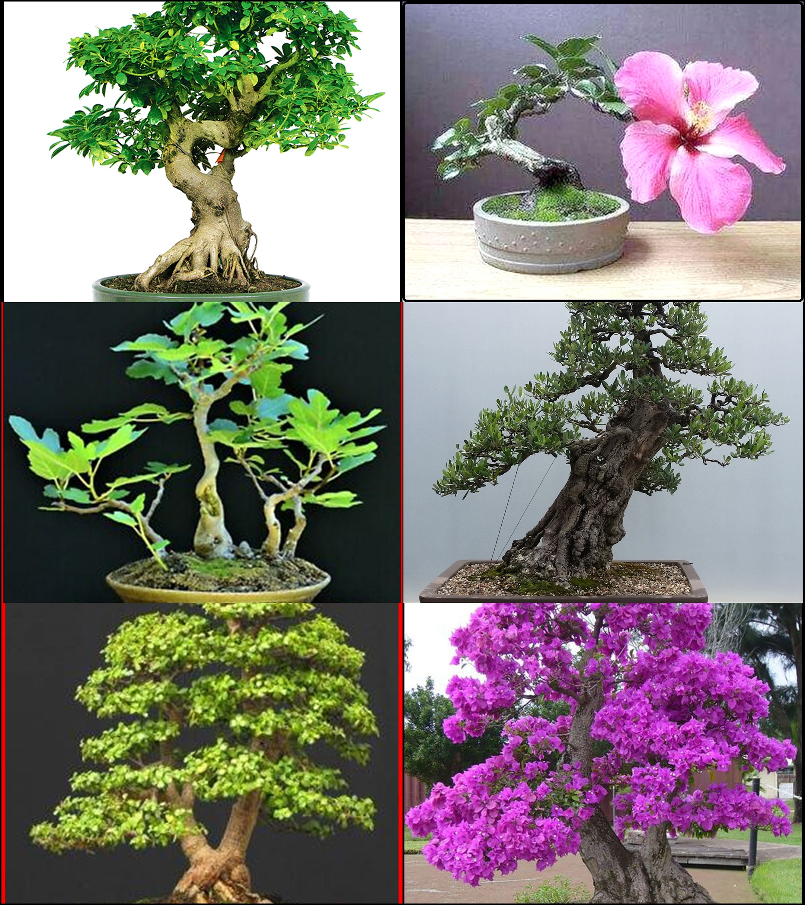 6 Types of Bonsai Trees Cutting Amazing Trees 12 Cuttings Etsy