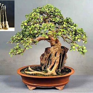 5 Green Ficus sycomorus Tree Cutting - An amazing and special tree
