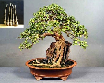 5 Green Ficus sycomorus Tree Cutting - An amazing and special tree