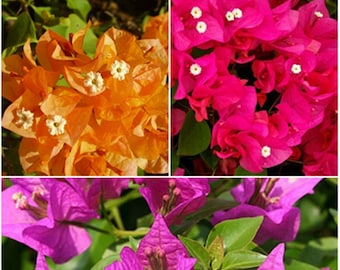 6 Green Bougainvillea Mixed colors Tree Cutting