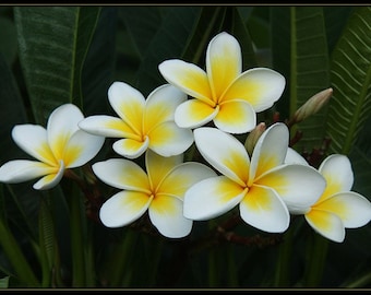 Plumeria rubra - Esquejes de Plumeria - Árbol Exótico - 2 Esquejes