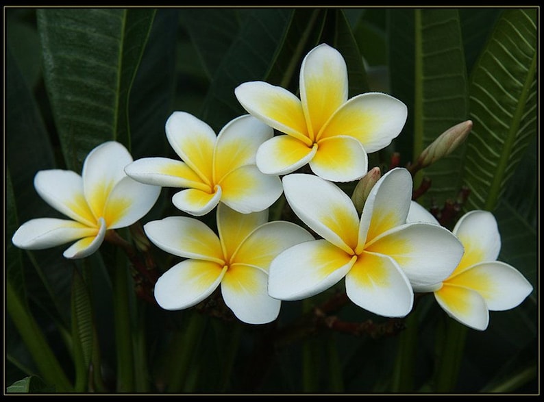 sale outlets Plumeria rubra Plumeria Cuttings Exotic