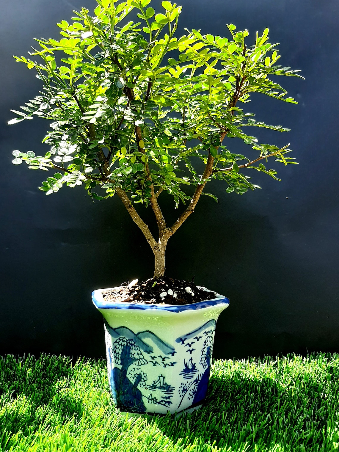 Bonsai Chinese pepper tree Zanthoxylum beecheyanum Etsy