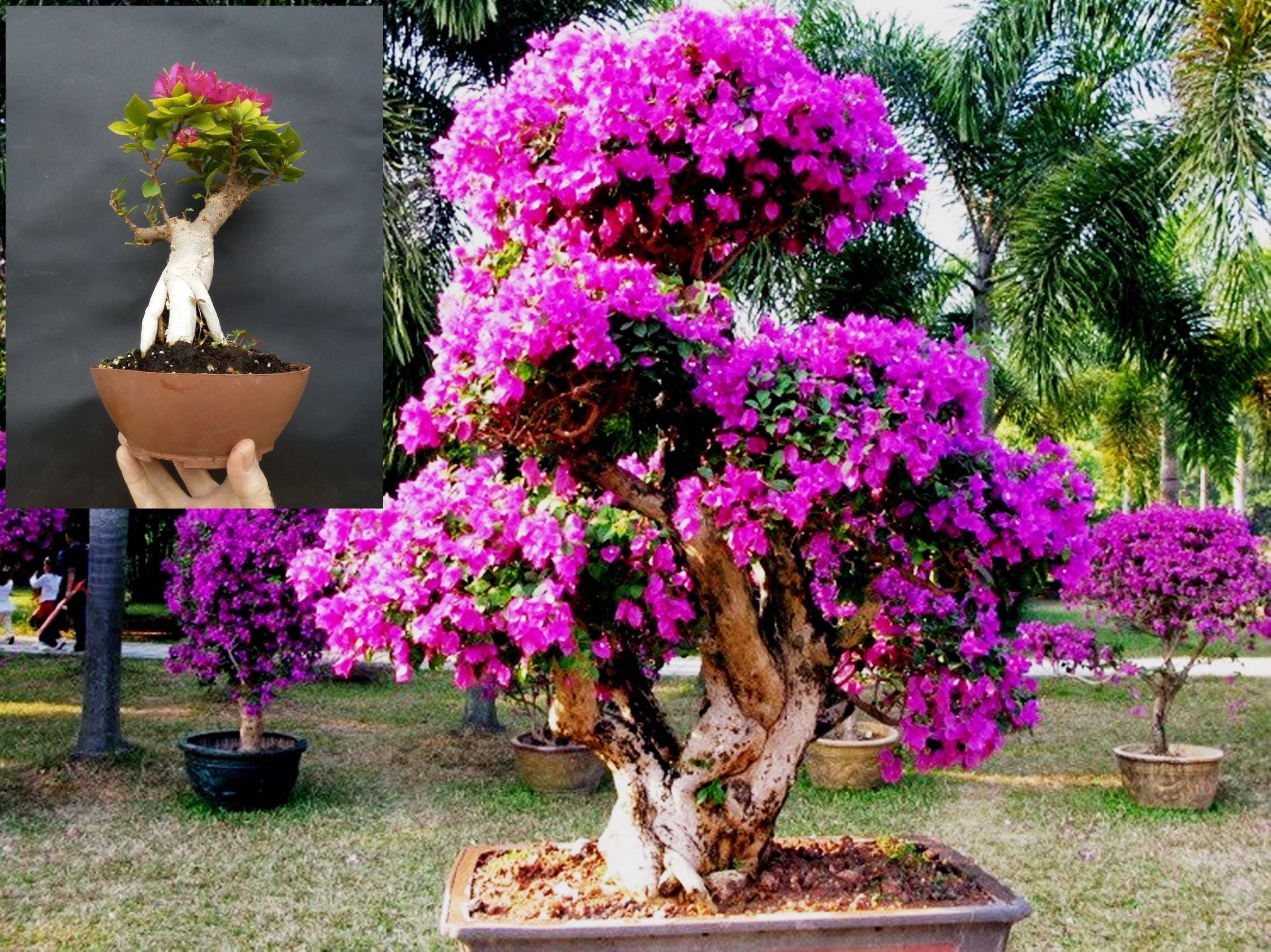 Giant Bougainvillea  bonsai  Amazing plant  Approximately 25 