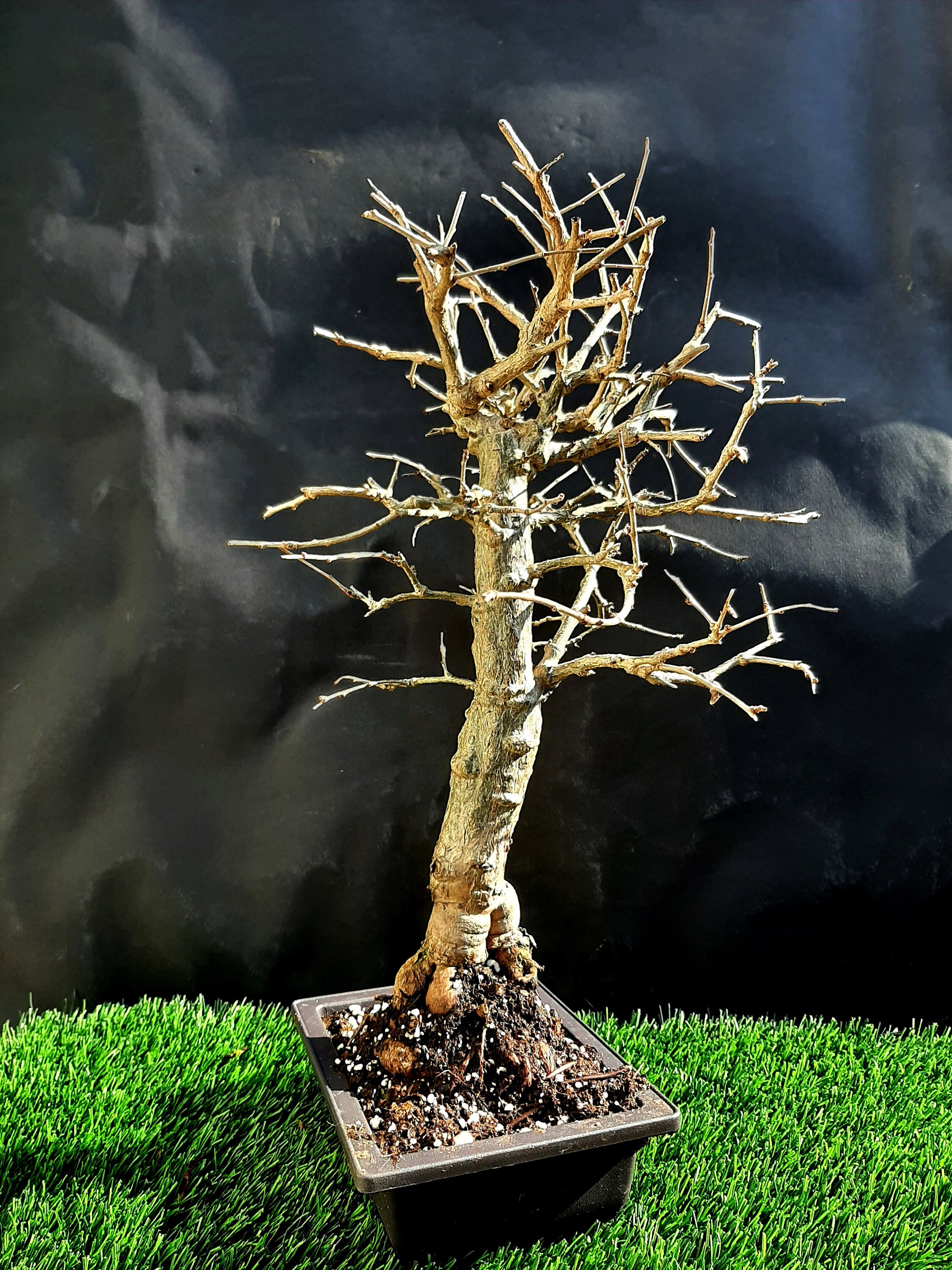 Operculicarya Decaryi Bonsai Natural bonsai Very old plant 