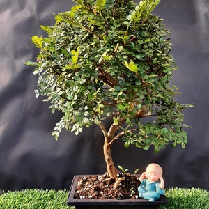 Bonsai Chinese pepper tree Zanthoxylum beecheyanum image 3
