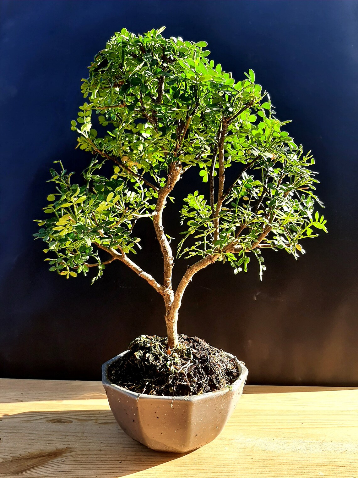 Bonsai Chinese pepper tree Zanthoxylum beecheyanum | Etsy