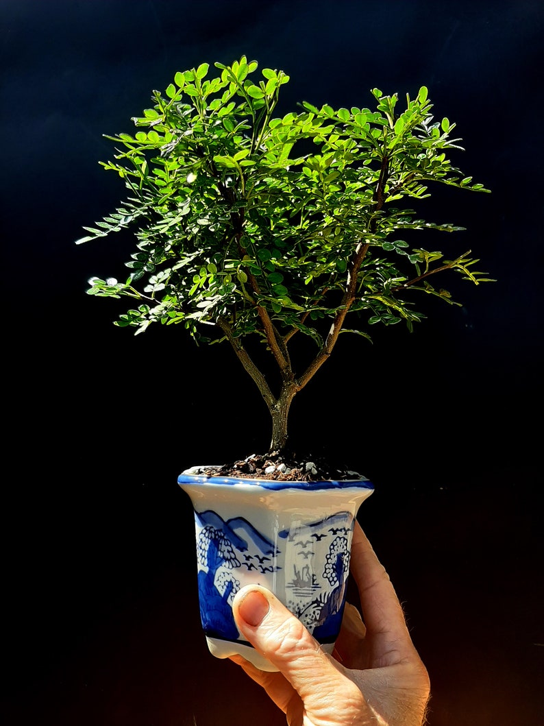 Bonsai Chinese pepper tree Zanthoxylum beecheyanum | Etsy