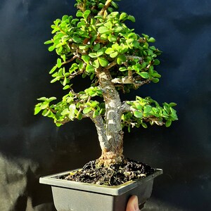 Portulacaria Afra KorkRinde Bonsai Baum 30 Jahre alte Pflanze - Etsy.de